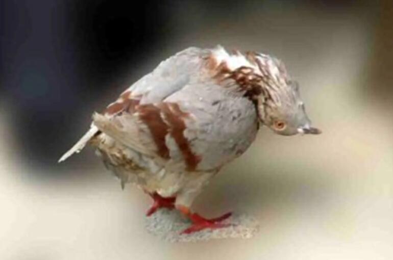 Mysterious disease that frightens England: It turned pigeons into zombies Can it infect humans?