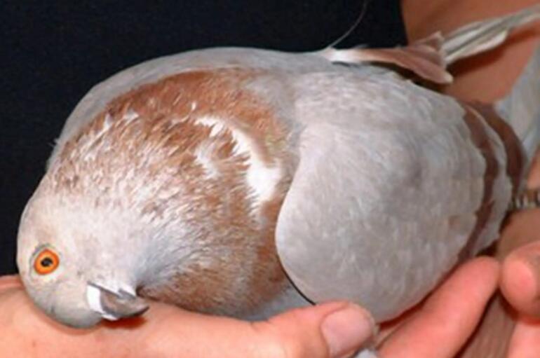 Mysterious disease that frightens England: It turned pigeons into zombies Can it infect humans?