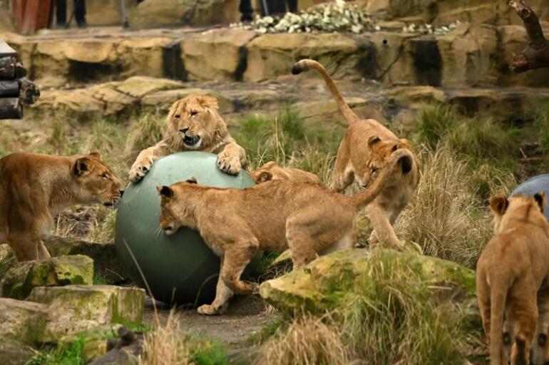5 lions escaped from the cage, panic started Run away quickly, you only have 30 seconds