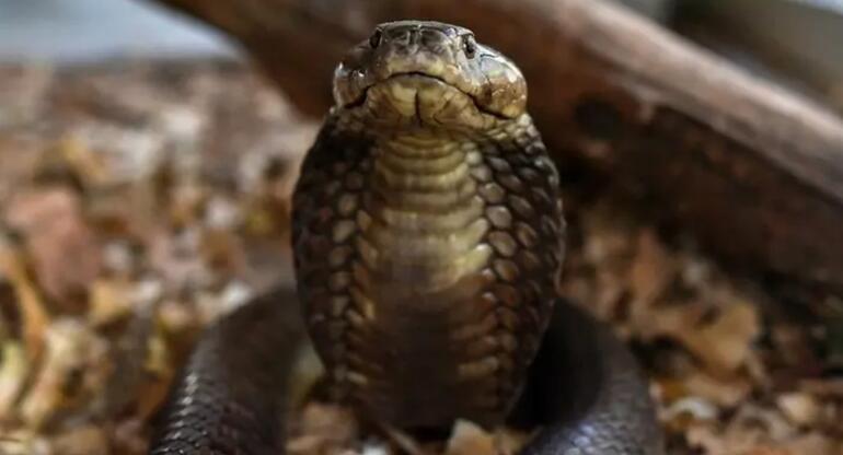 Bu sefer tam tersi oldu: Çocuğun ısırdığı kobra yılanı öldü
