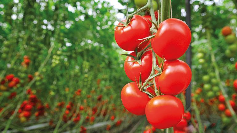 Mahşerin üç atlısı (3) - Neden ve nasıl paslanırız