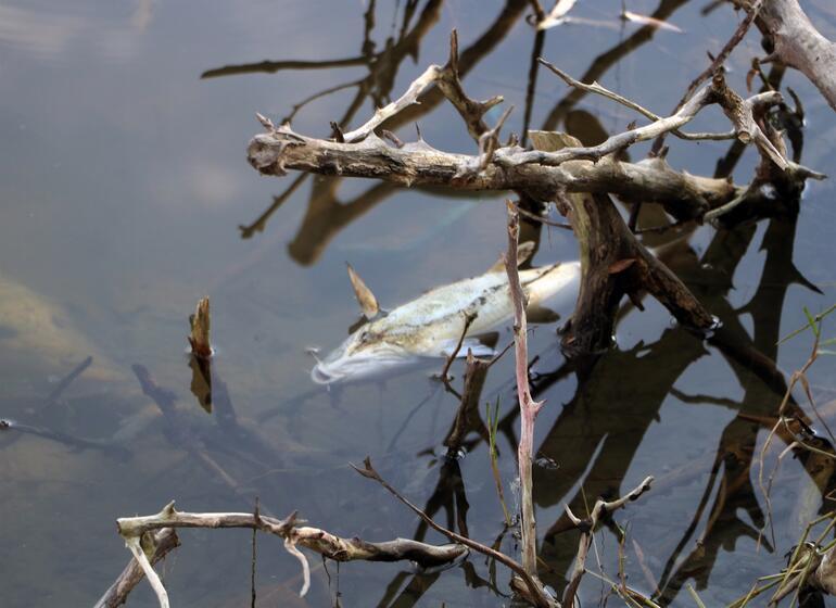 Nehre dökülen kimyasal atıklar, binlerce arı ve balığı öldürdü
