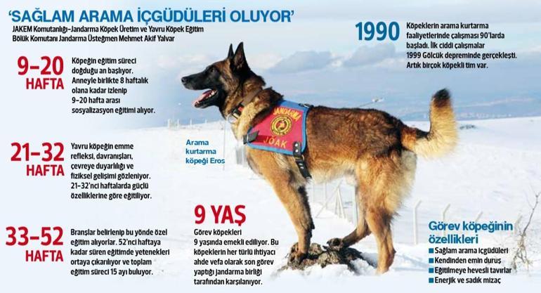 Les chiens héros de Turquie