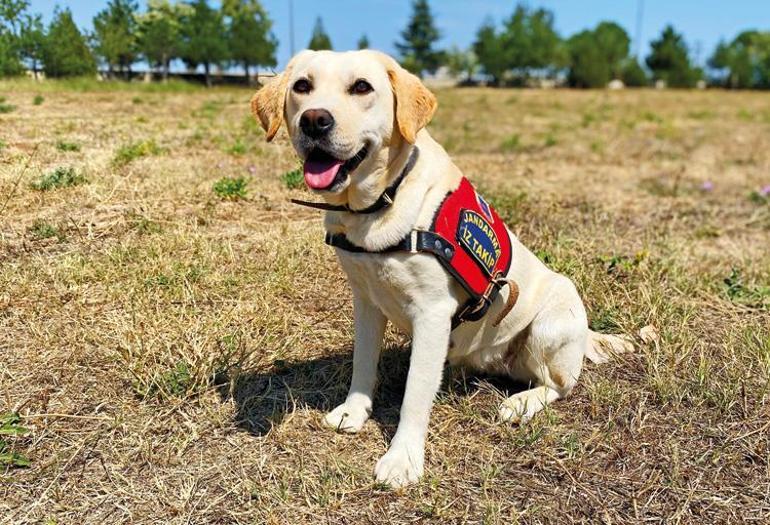 Les chiens héros de Turquie
