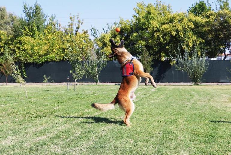 Les chiens héros de Turquie