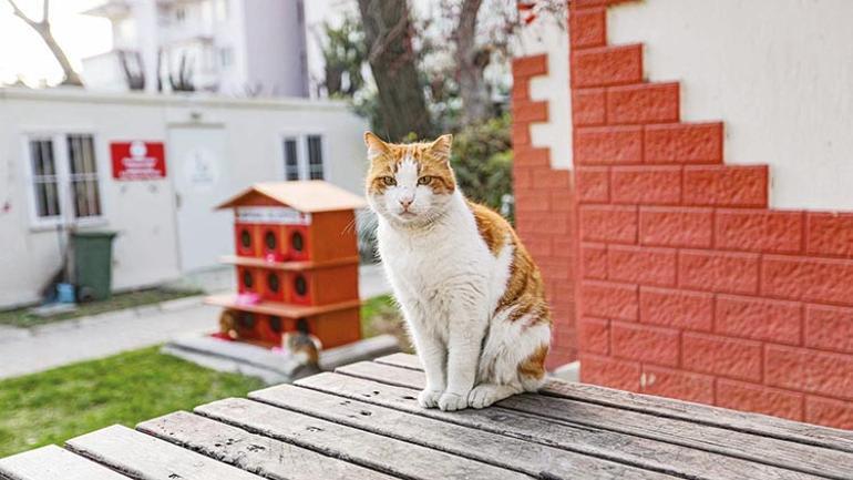 Dost patilere ‘çip’ terki