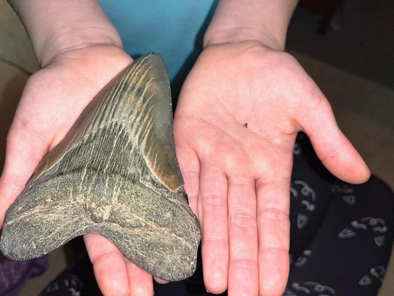 Little US girl found Megalodon shark's tooth on the beach