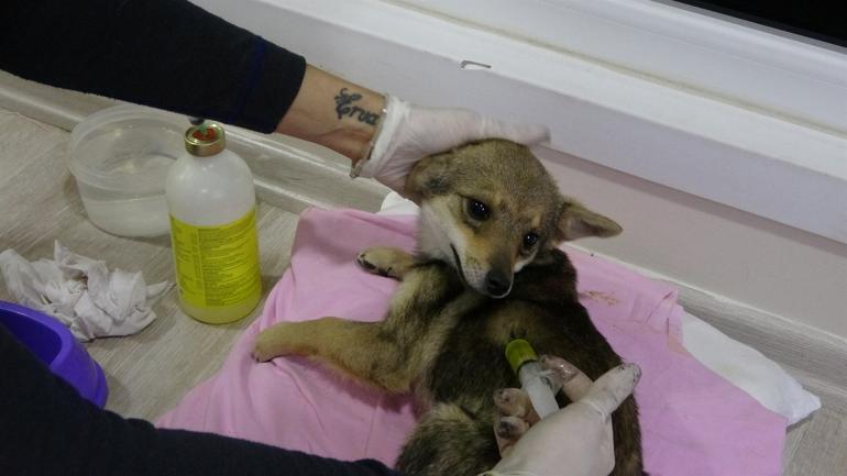 Trabzonda tartışma konusu oldu: Köpek-çakal tartışmasında DNA talebi