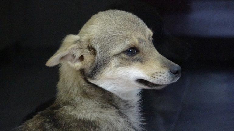 Trabzonda tartışma konusu oldu: Köpek-çakal tartışmasında DNA talebi
