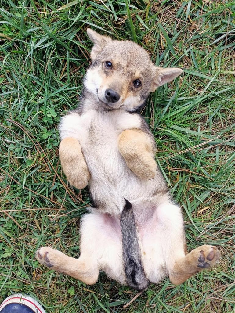 Trabzonda tartışma konusu oldu: Köpek-çakal tartışmasında DNA talebi