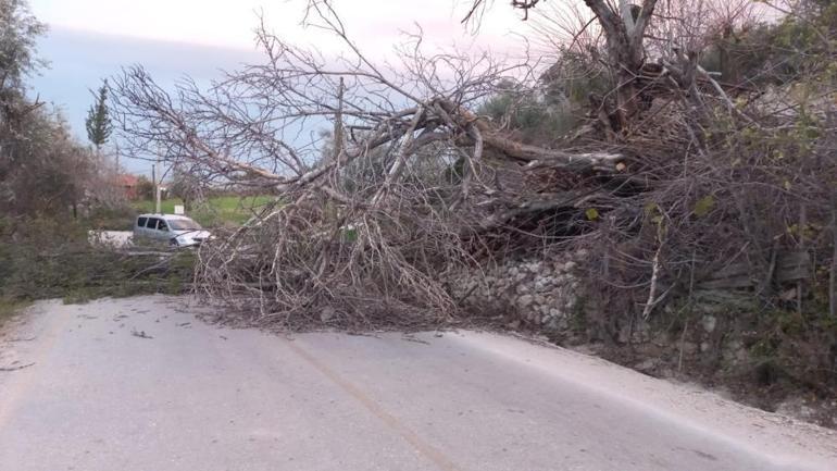 Son dakika... Meteoroloji uyarmıştı Muğla ve Antalyada kuvvetli rüzgar: Ağaçlar devrildi, dev dalgalar oluştu