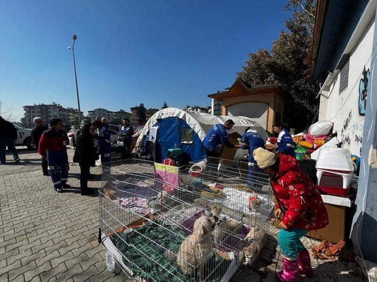 Enkazdan çıkarılan hayvanlar için sahra çadırı kuruldu