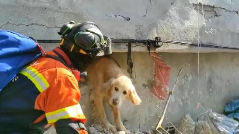 Team from Portugal rescued a dog in Antakya