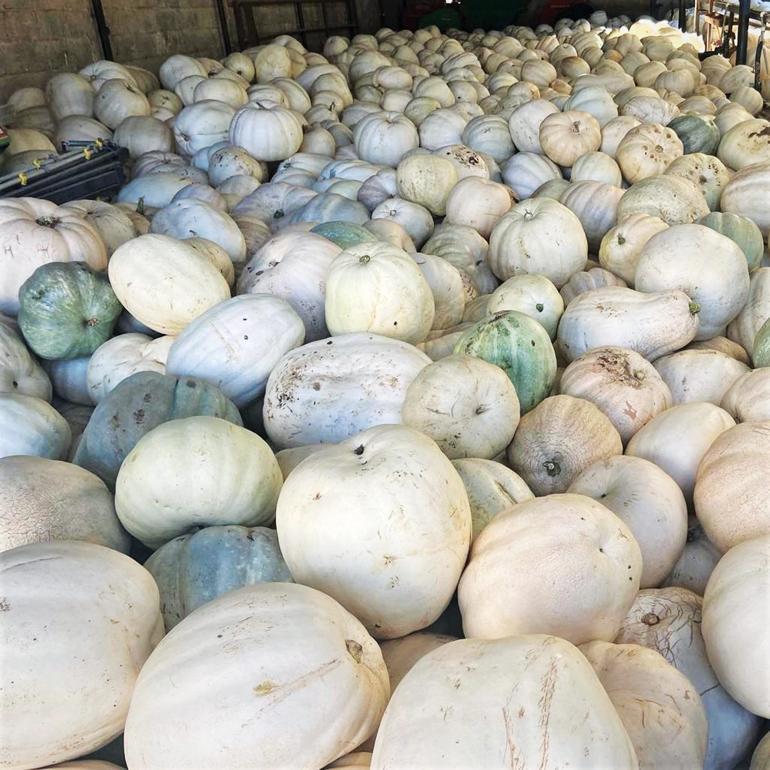 150 tondan fazla yerel ürün toplandı