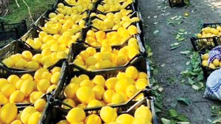 150 tondan fazla yerel ürün toplandı