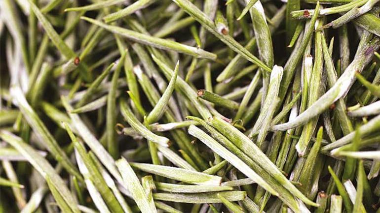 Günün her saatine uygun bir çay mutlaka var