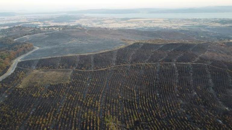 Çanakkalede orman yangını sonrası acı görüntü