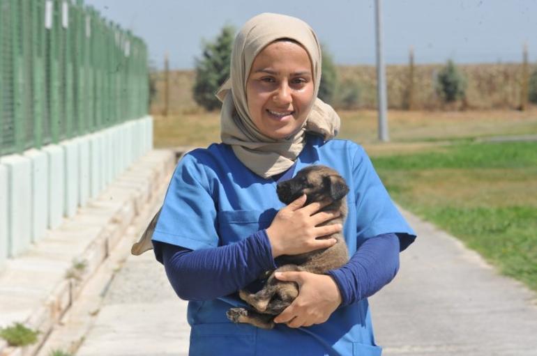Bu köpekleri devlet yetiştiriyor... Yabancılara satışı yok, almak isteyen 6 ay bekliyor