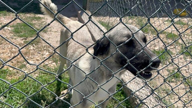 Bu köpekleri devlet yetiştiriyor... Yabancılara satışı yok, almak isteyen 6 ay bekliyor