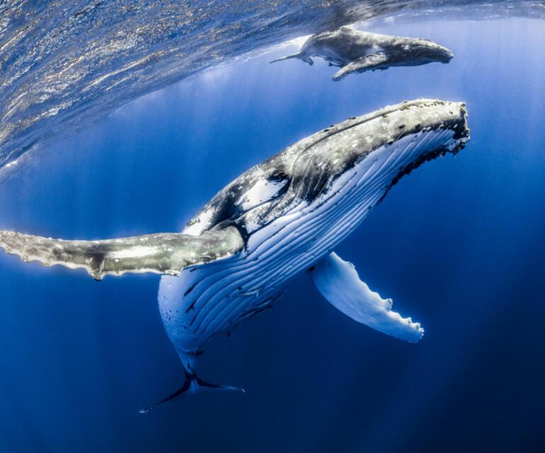 Gezegenin balinalara çok ihtiyacı var! Peki biz ne yaptık?