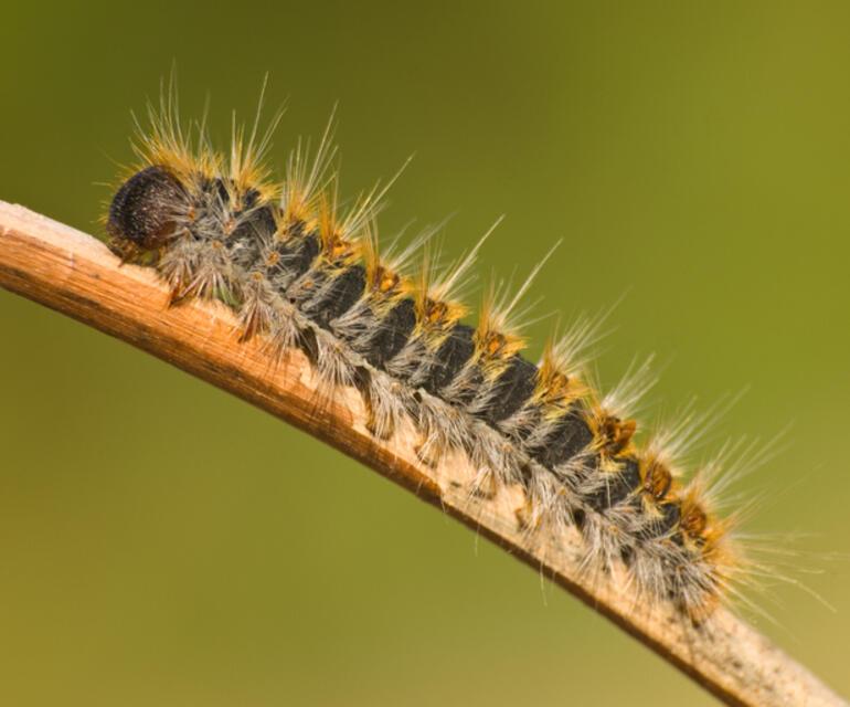 Toxic caterpillar alert!  Their numbers have increased in the city: They can put you in the hospital, kill your pet