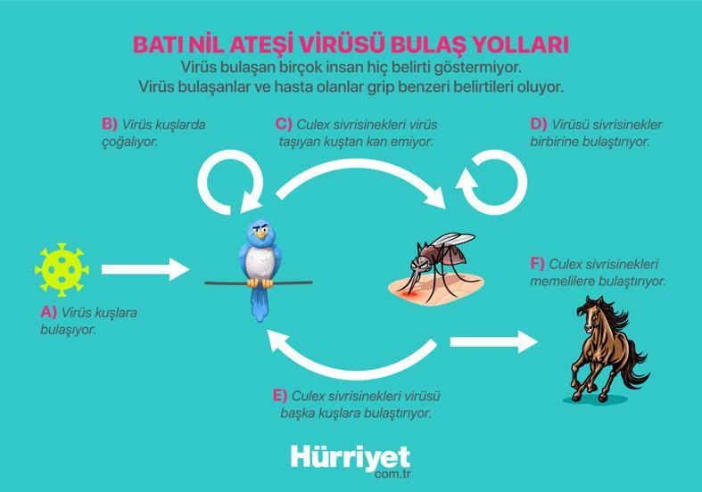 Bir sivrisinek ısırığından ne olur demeyin 8 SORUDA öldürücü Batı Nil virüsü...