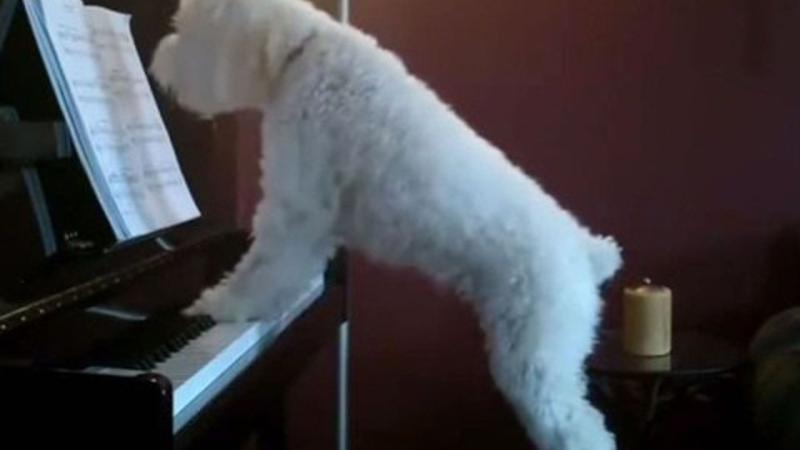 Sevimli Kopek Piyano Calip Sarki Soyluyor Eglenceli Komik Videolar Sevimli Kopek Piyano Calip Sarki Soyluyor Eglenceli Komik Videolar