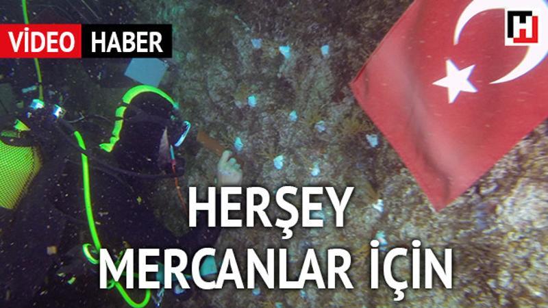 Her şey mercanlar için