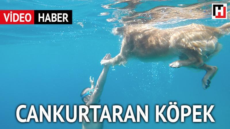 Kaş’ın cankurtaran köpeği: DOST