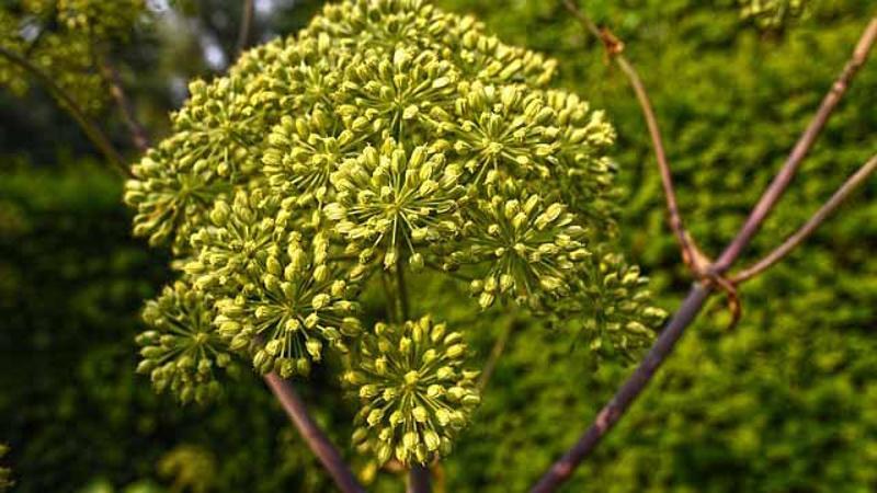 kereviz tohumu cayi neye iyi gelir nasil hazirlanir mahmure