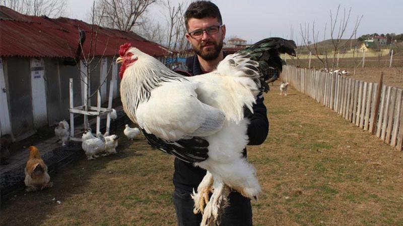 Hobi Olarak Basladi 7 Ulkeye Yumurta Gonderiyor Haberler