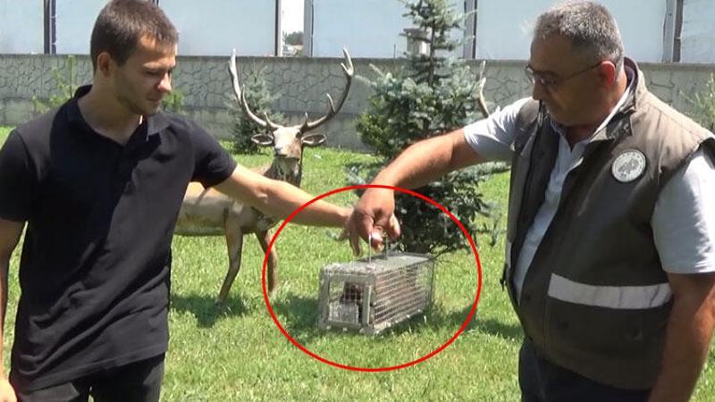 Biberonla besleyerek büyüttüğü sansar, saldırınca teslim etti