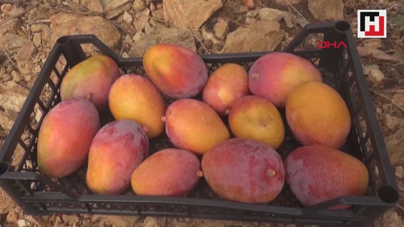 Gazipaşa'da ilk 'mango' hasadı yapıldı