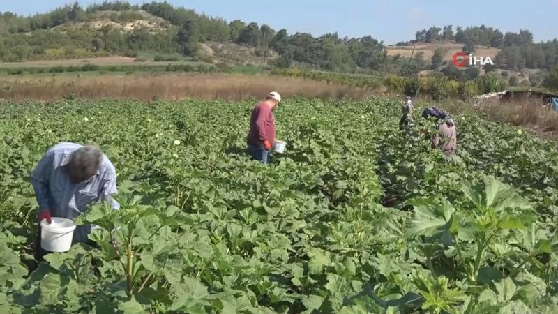 Hobi olarak başladı ticarete çevirdi