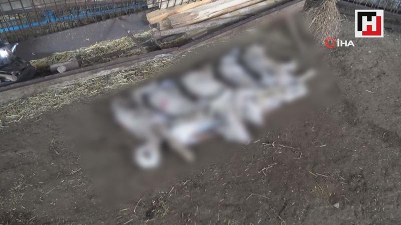 Köyde esrarengiz olay, 150 kuzu ölü bulundu