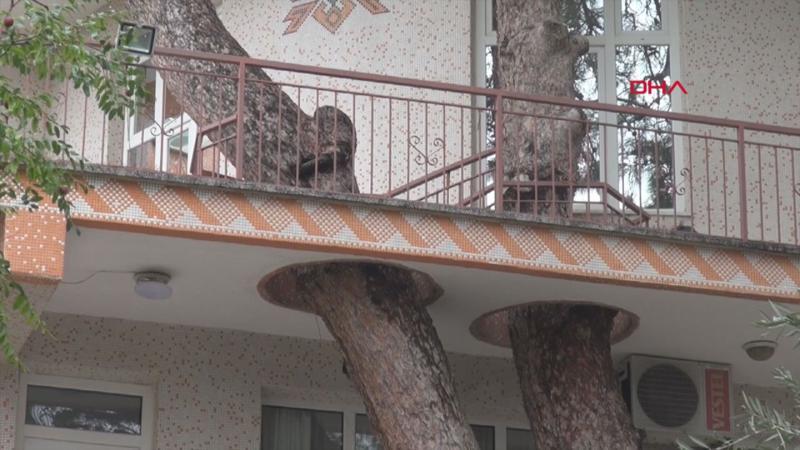 3 asırlık ağacın kolları balkondan geçiyor
