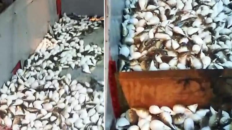 Yüzlerce balon balığı ağa takıldı