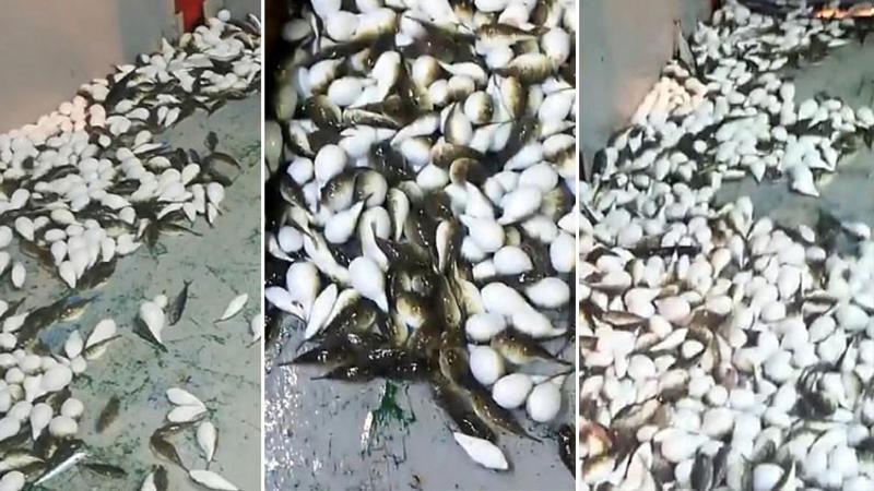 Ağına yüzlerce balon balığı takılan balıkçı konuştu
