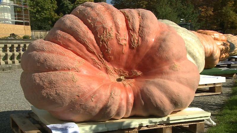 1013 kg ağırlında dev kabak birinci oldu