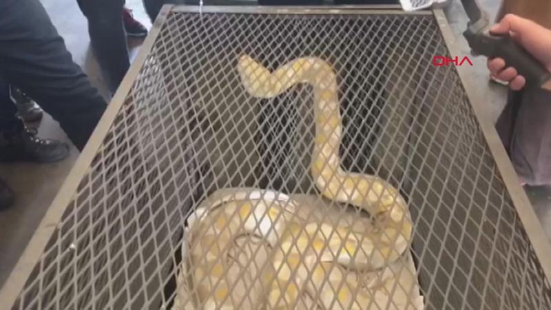 Kapıkule'de piton ile yavru timsah ve kertenkele ele geçirildi