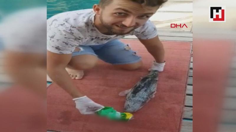 Balon balığının teneke içecek kutusunu yemesi şaşırttı