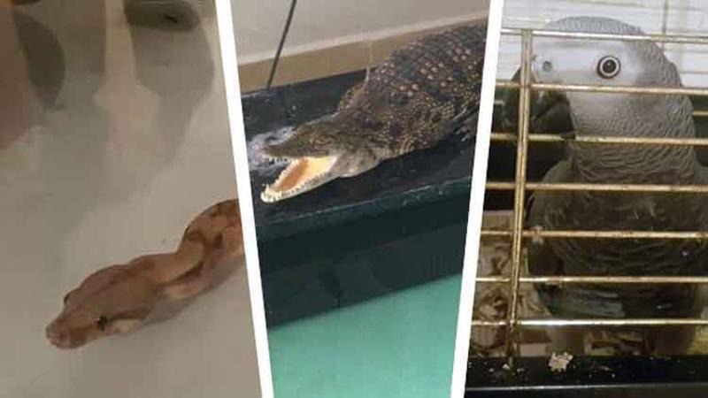 Sosyal medyada timsah, piton yılanı ve jako papağan satan şüpheli yakalandı