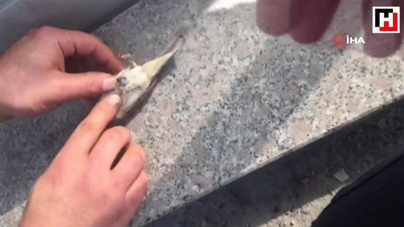 Serçenin hayatını kalp masajı yaparak kurtardı