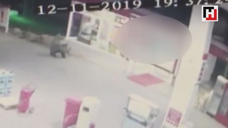 Akaryakıt istasyonuna giren ayı kamerada