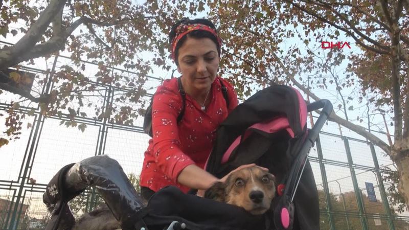 Felçli köpeğini bebek arabasıyla gezdiriyor