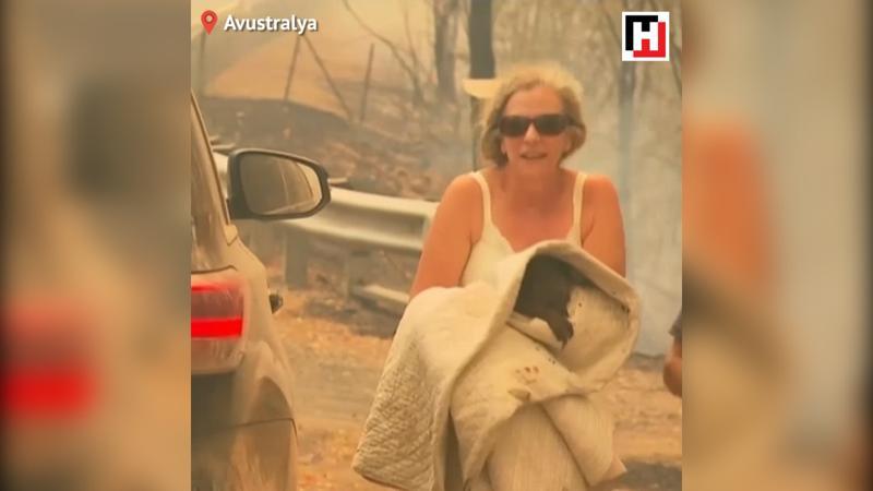 Avustralya'da bir kadın, alevlerin arasındaki koalayı kurtardı