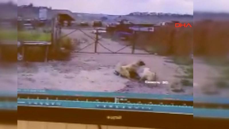 Köpeğin saldırdığı bekçiyi, başka bir köpek kurtardı