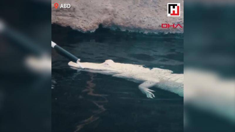 Albino timsahın masaj keyfi