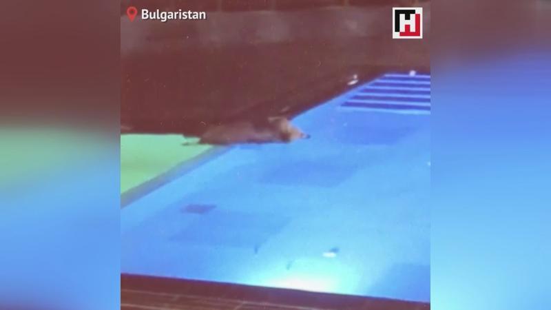 Ayıların havuz sefası