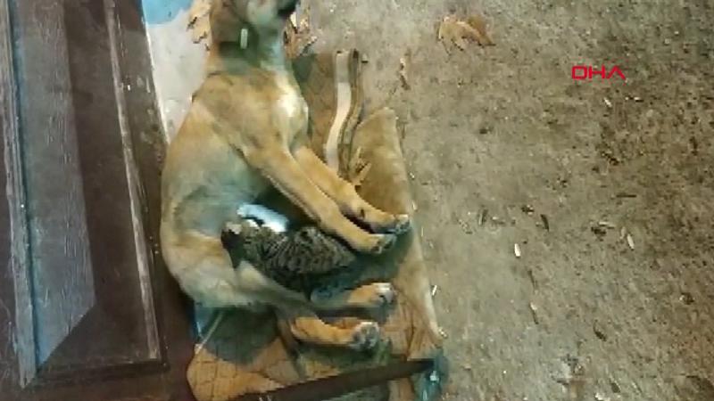 Sokak köpeğinin kediyi emzirdiği anlar kamerada